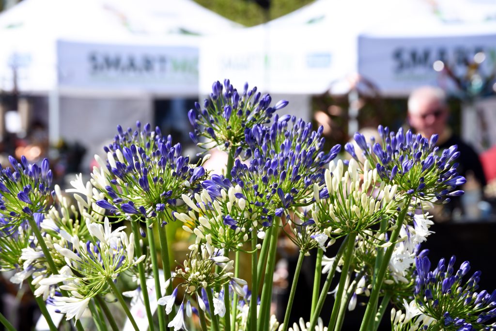 Harrogate-Spring-Flower-Show